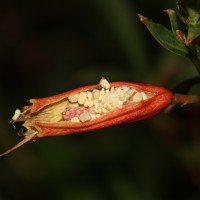 Cuphea micropetala Kunth